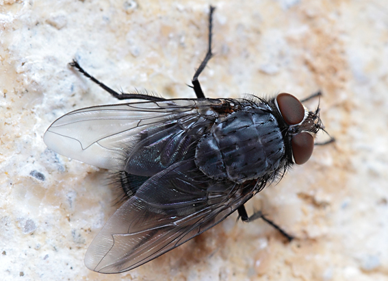 Calliphoridae